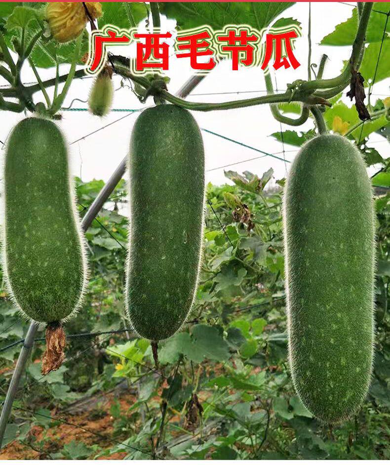 广西新鲜毛节瓜农家自种一年四季蔬菜现摘现发5/9斤