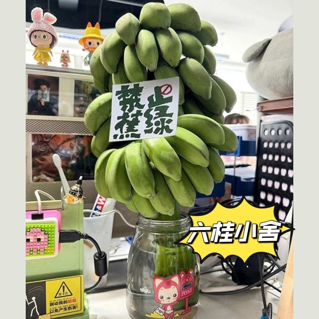 【禁止蕉绿】整串带杆芭蕉花办公室水培小米香蕉新鲜连果插花绿植