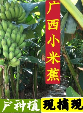广西小米蕉香蕉现摘皇帝蕉南宁