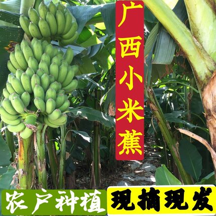 广西小米蕉小香蕉5斤9斤现摘现发青蕉小皇帝蕉南宁鸡蕉精品泡沫箱