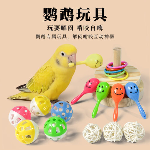 「宠生活」鹦鹉啃咬小鸟