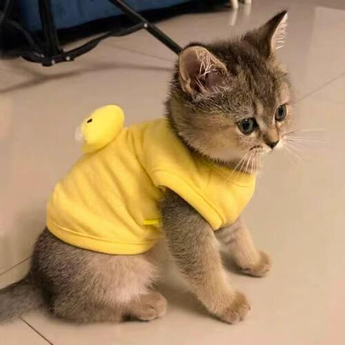 「宠生活」猫咪衣服秋季
