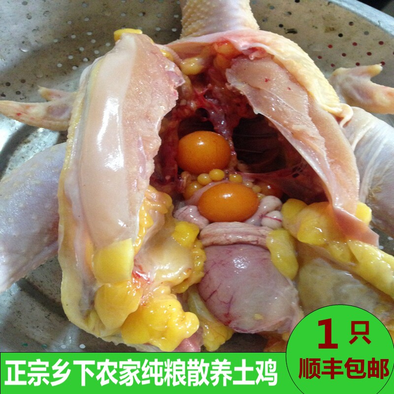 土鸡湖南常德澧县农家散养正宗土鸡常德草鸡月子鸡走地鸡柴鸡笨鸡