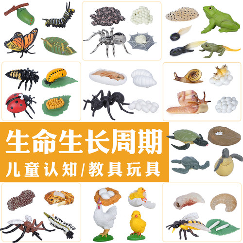 仿真昆虫生命周期科教玩具