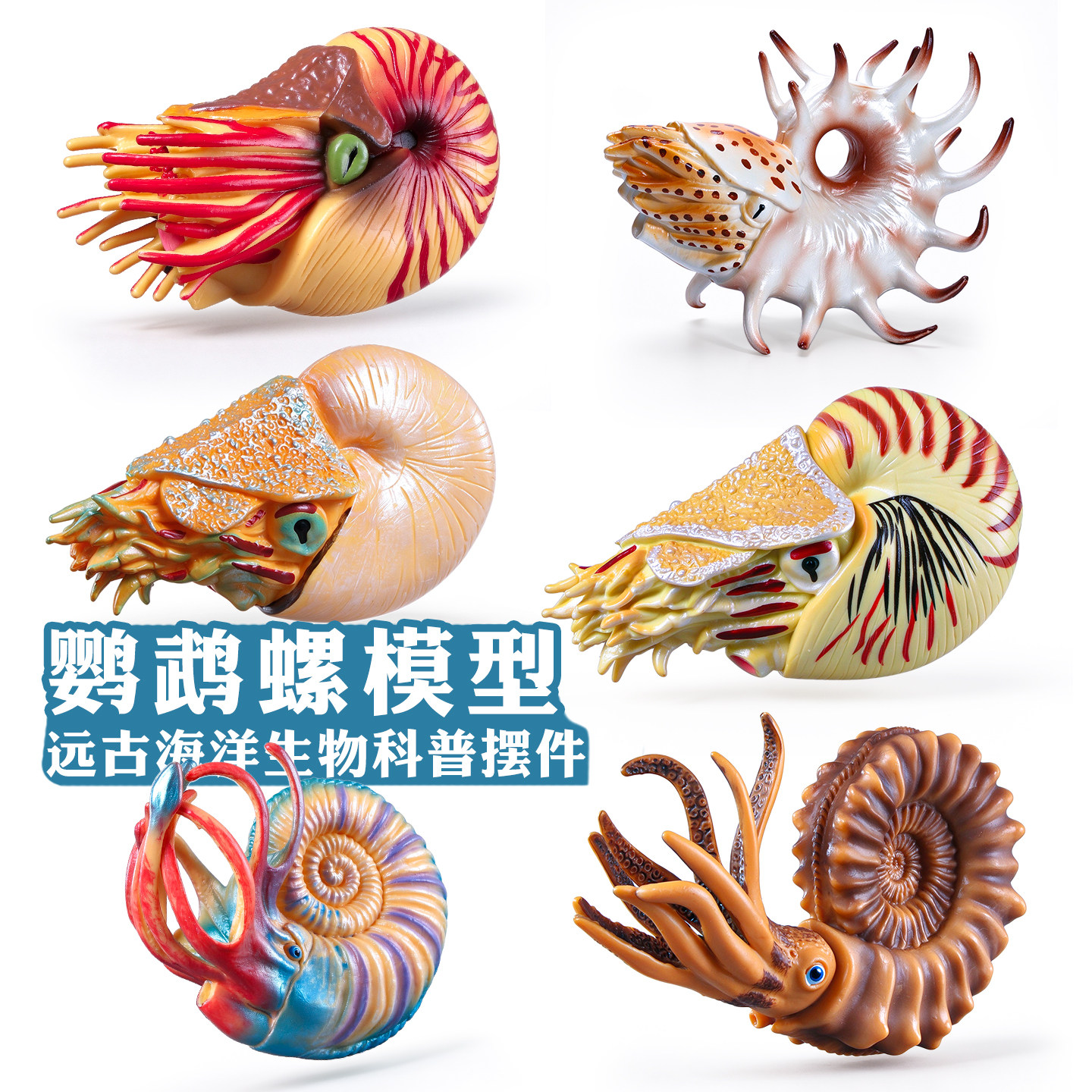 仿真海洋生物模型鹦鹉螺玩具菊石寄居蟹塑料儿童科教礼物摆件