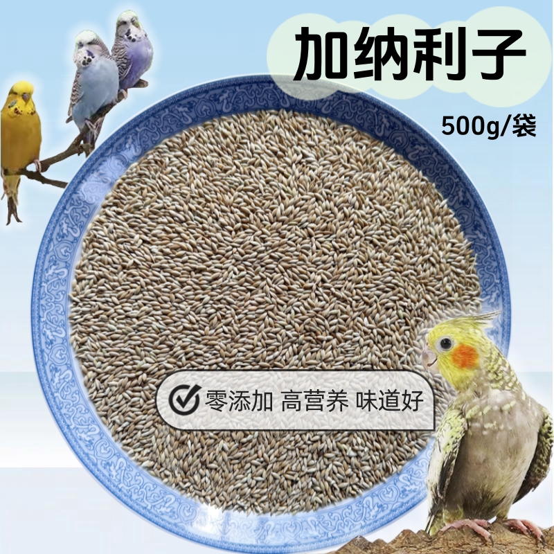 加纳利子鸟粮白尖粟天然草籽