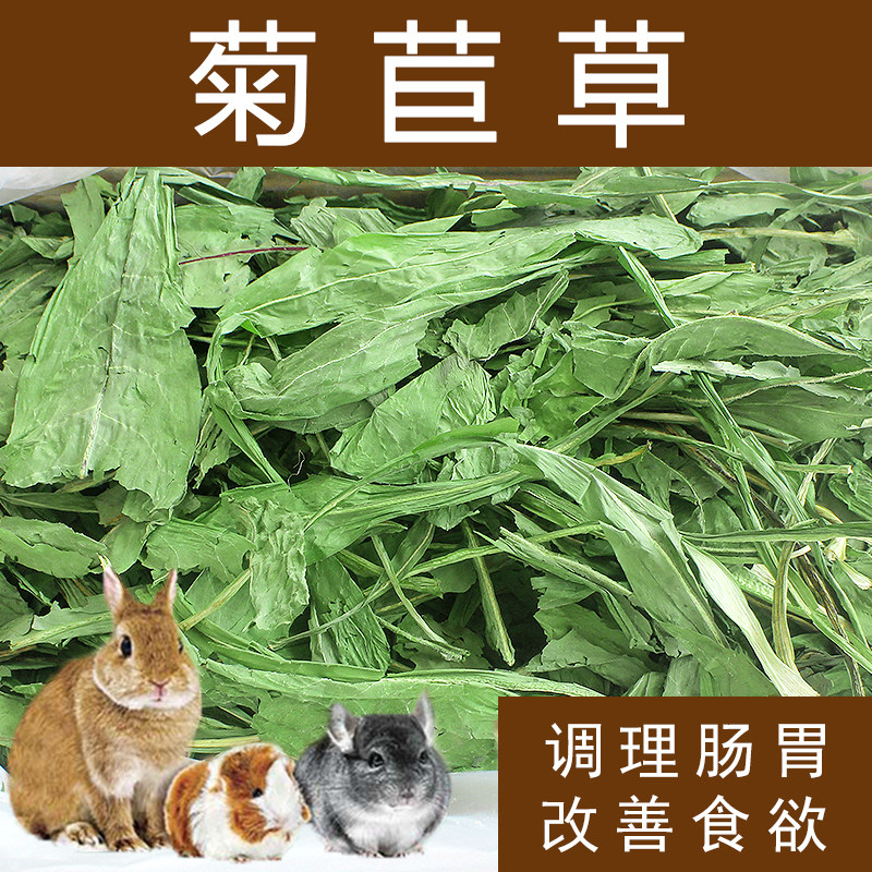 菊苣草净重500g牧草提高食欲兔子龙猫豚鼠改善消化调理肠胃草,宠物/宠物食品及用品,兔兔干草,淘宝优惠券,粉丝福利购,淘宝优惠卷