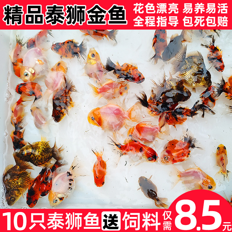 精品泰狮金鱼活鱼观赏鱼苗