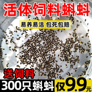 活体饲料小蝌蚪喂乌龟龙鱼六角恐龙宠物养殖活鱼卵活食小鱼仔蛙类