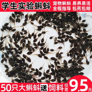 大蝌蚪幼苗活体小蝌蚪卵宠物观赏鱼活物适合小学生养的蛙类小动物