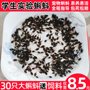 小蝌蚪幼苗活体大蝌蚪卵宠物观赏鱼活物适合小学生养的蛙类小动物