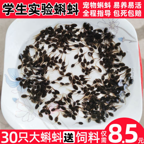 小蝌蚪牛蛙卵青蛙幼苗活物