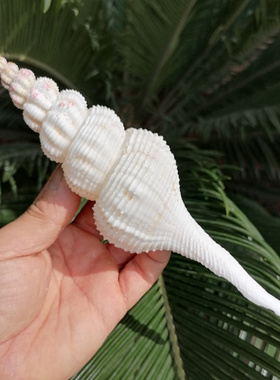天然海螺贝壳白旋螺白旋法螺 水族鱼缸造景装饰创意家居橱窗摆件