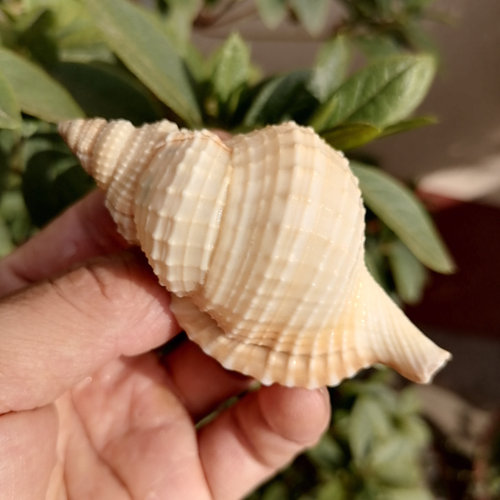 收藏标本螺海螺贝壳白扭法螺
