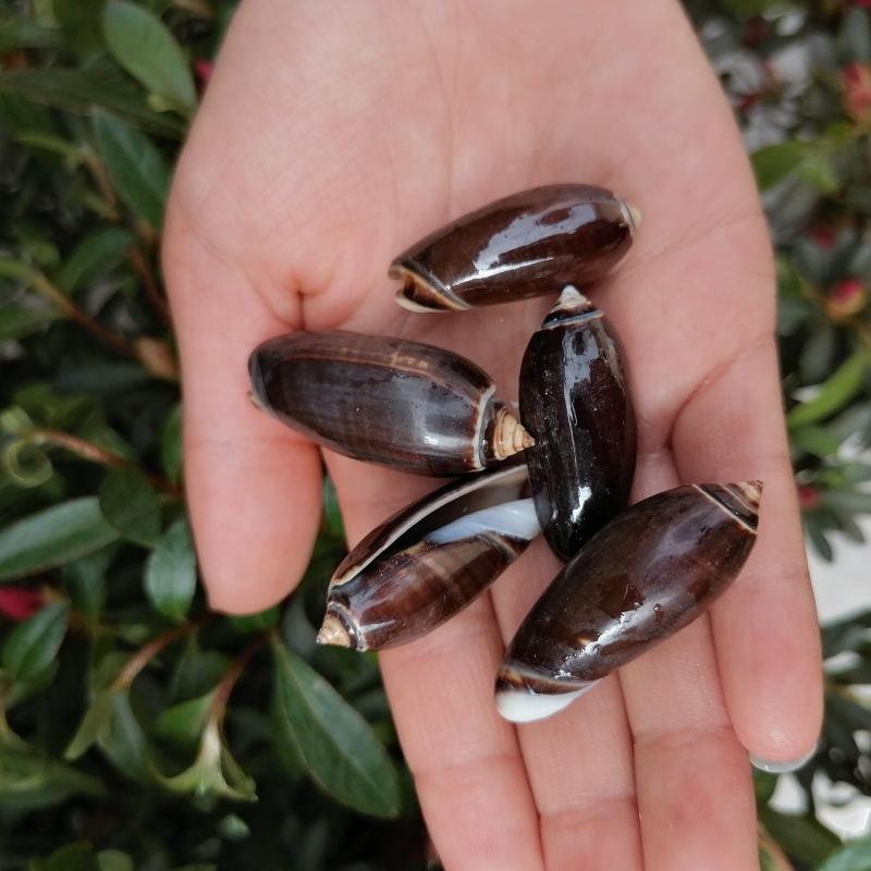 天然海螺贝壳奥利奥榧螺标本螺