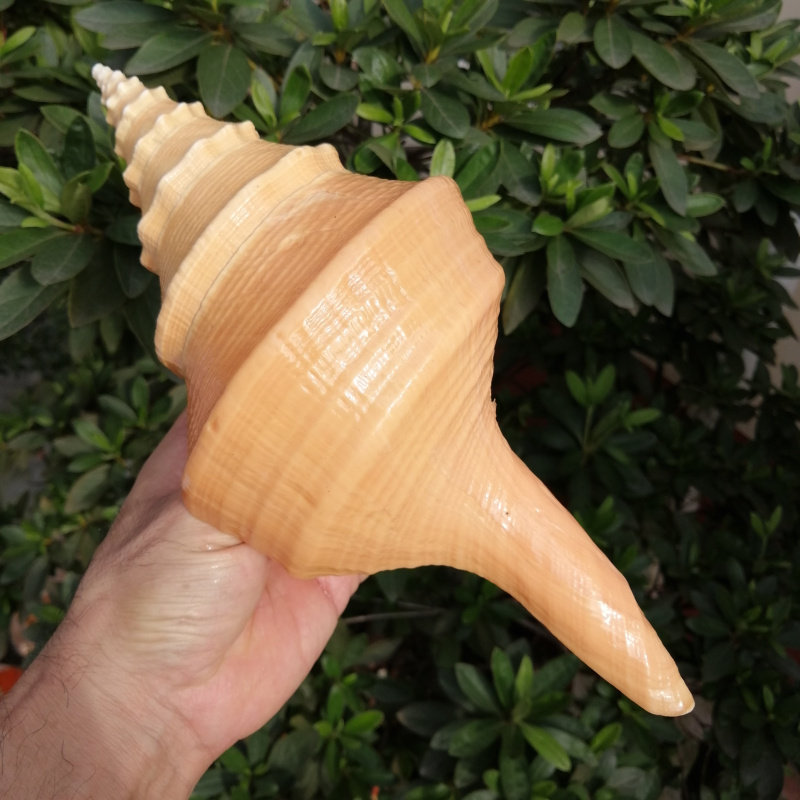 天然大海螺贝壳澳洲香螺长香螺号角螺 创意家居收藏橱窗摆件