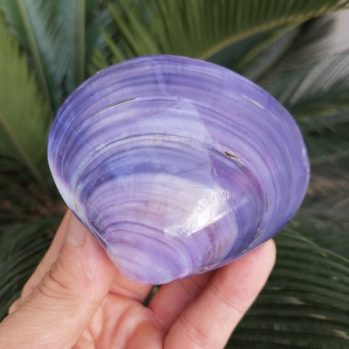 稀少紫色贝壳双壳紫蛤造景装饰