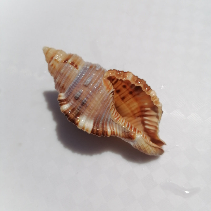 海螺贝壳毛法螺 稀少收藏标本螺家居橱窗摆件 水族鱼缸造景装饰