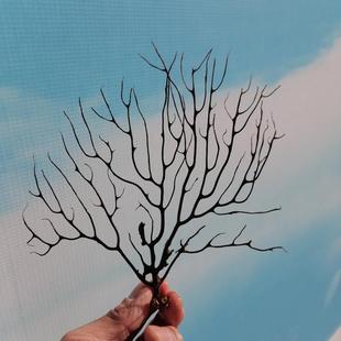 天然海树海铁树海柳树鱼缸造景海藻球生态瓶墙贴壁画DIY装 饰造景