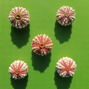 天然稀有海胆壳勋章海胆创意家居收藏海洋标本橱窗摆件拍摄道具