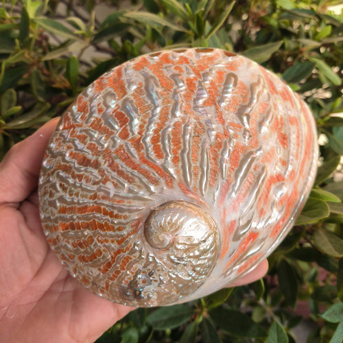 超大彩色鲍鱼壳鼠尾草燃烧器具