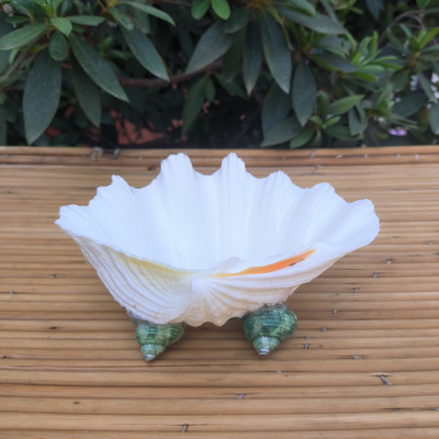 天然大贝壳创意菜盘果盘