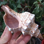 饰礼物 水族鱼缸造景家居装 超大赤旋螺 听海声天然海螺贝壳羊角螺