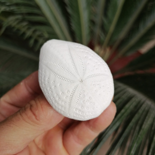 天然白色海胆壳椰树吻壶沙钱海胆壳婚庆创意橱窗设计装饰DIY墙贴