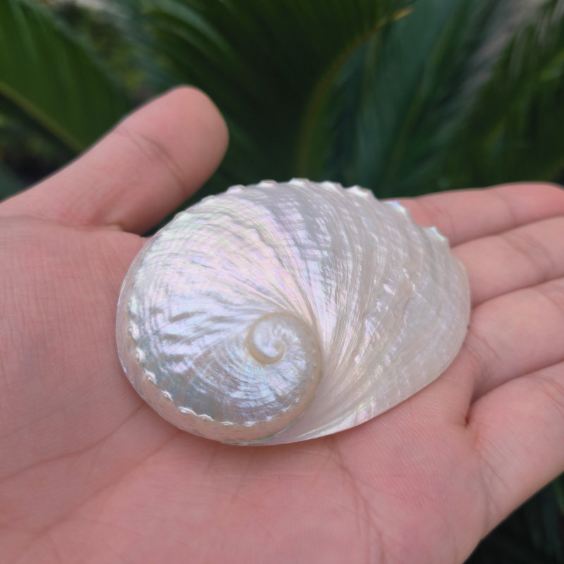 天然海螺白色抛光圆鲍鱼壳水族鱼缸造景创意家居橱窗拍摄道具摆件,家居饰品,海螺/贝壳/珊瑚,淘宝优惠券,粉丝福利购,淘宝优惠卷