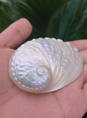 天然海螺白色抛光圆鲍鱼壳水族鱼缸造景创意家居橱窗拍摄道具摆件