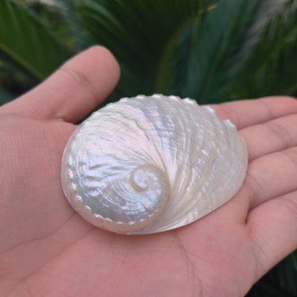 天然海螺白色抛光圆鲍鱼壳水族鱼缸造景创意家居橱窗拍摄道具摆件