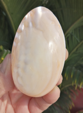 天然贝壳光泽珍珠贝爸妈手把件
