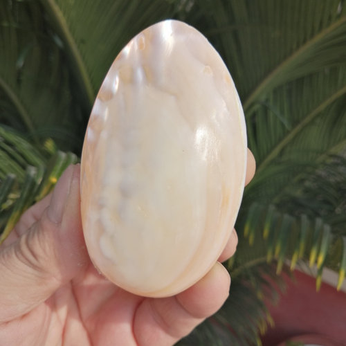 天然海螺贝壳光泽珍珠爸妈手把件