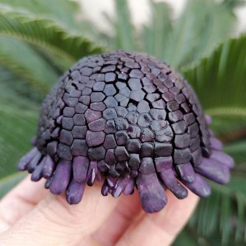 稀有头盔海胆壳原生态海洋标本