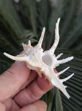 鹿角骨螺千手螺天然海螺贝壳