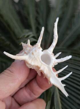 鹿角骨螺千手螺天然海螺贝壳