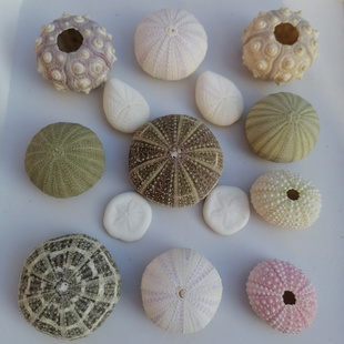 稀有天然海胆壳标本套餐空气凤梨小夜灯diy材料紫白粉绿色摆件