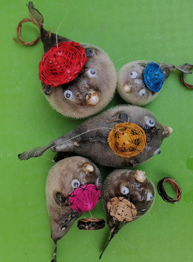 竹编帽河豚鱼气鼓鱼标本海洋生物鱼皮家居墙饰礼物汽车装饰挂件