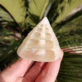 天然海螺贝壳多层荧光宝塔螺 饰家居创意摆件礼品 水族鱼缸造景装