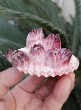 天然海螺贝壳紫藤壶扇贝寄生贝壳鱼缸水族箱造景装饰收藏装饰摆件