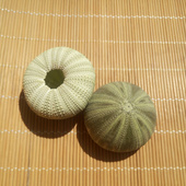 DIY墙贴 天然海螺贝壳绿海胆 饰 橱窗设计装 婚庆创意礼物 海胆壳