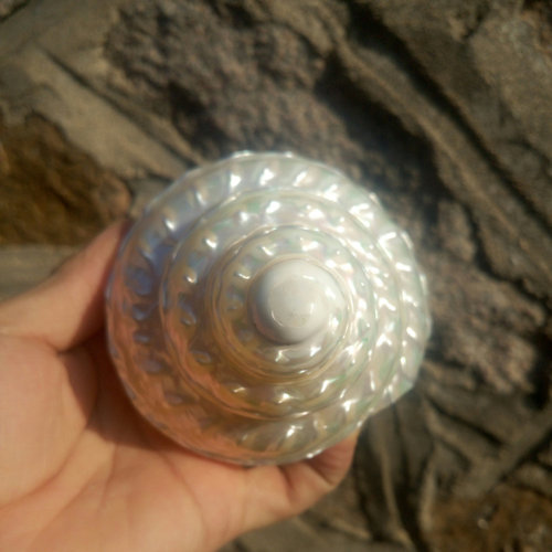 超大亮光珍珠塔螺标本地中海