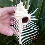 饰 橱窗装 水族鱼缸造景 女巫骨螺标本螺 天然海螺贝壳维纳斯骨螺