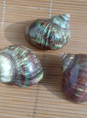 天然标本海螺贝壳 绿螺 绿色猫眼螺 卷贝鱼寄居蟹备用壳 鱼缸装饰