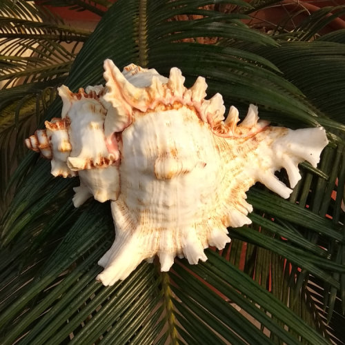 天然海螺贝壳千手菊花水族鱼缸