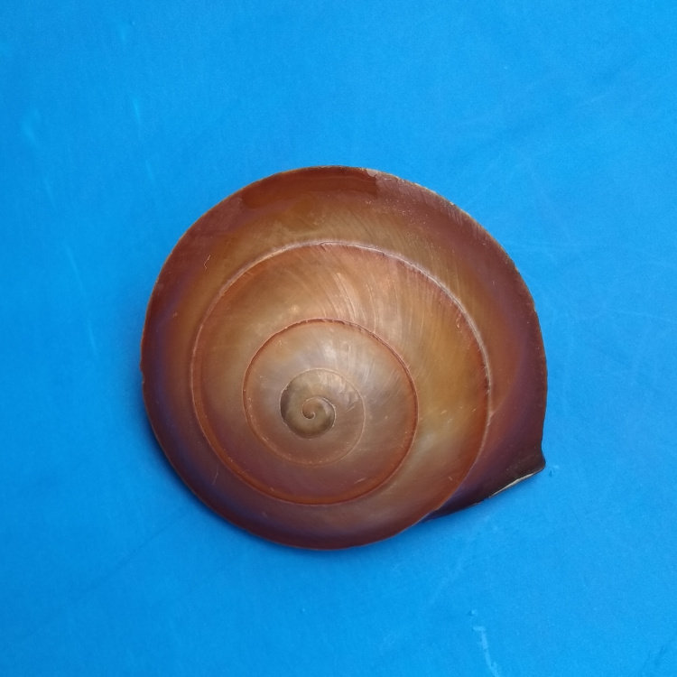 天然海螺贝壳小面包螺蜗牛螺 寄居蟹换壳水族鱼缸造景手工diy材料