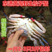 包邮 大公蟹3斤 螃蟹梭子蟹野生黄海大蟹子 丹东东港特产大母飞蟹