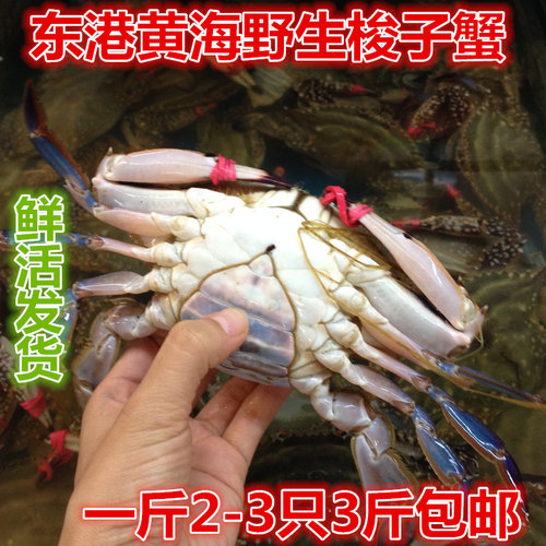 丹东东港特产大母飞蟹野生螃蟹
