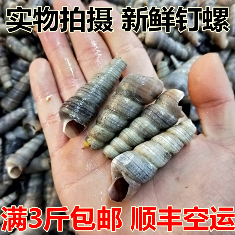 东港特产新鲜钉螺鲜活海螺丝海螺去尾钉螺丝新鲜食材海鲜水产