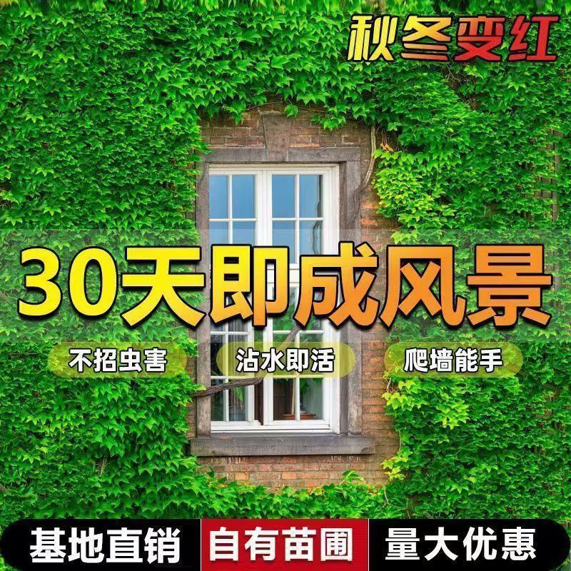 爬山虎树苗绿化耐寒三叶五叶地锦